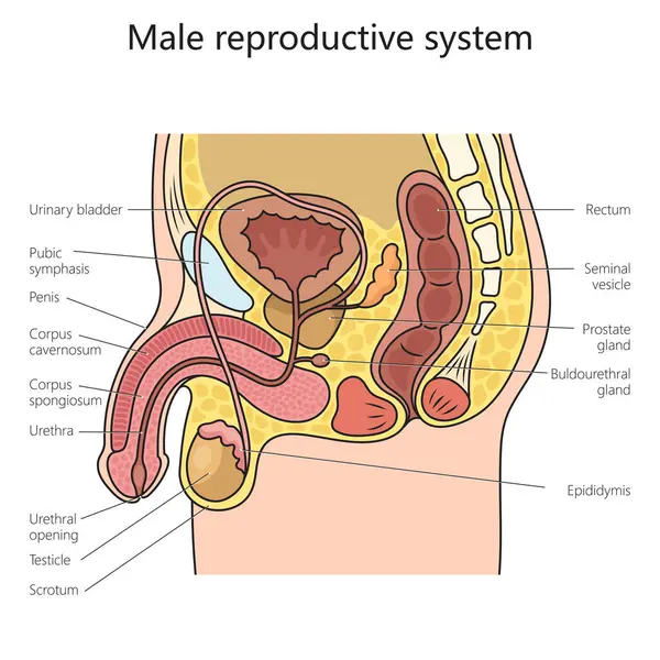Male reproduction system structure diagram schematic raster illustration. Medical science educational illustration