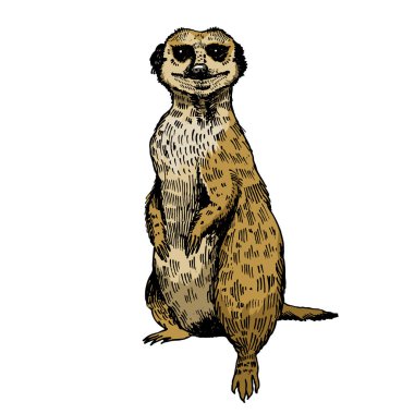 Meerkat suricate skeç oymalı el yazısı renk raster çizimi. Tahta sitili taklit. El çizimi resim.