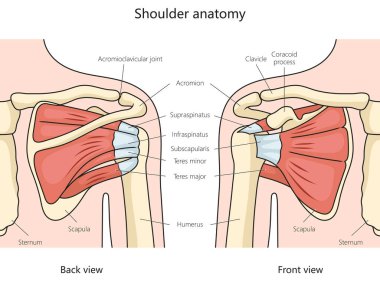 Omuz anatomisi diyagramı el çizimi şematik vektör çizimi. Tıp bilimi eğitimsel illüstrasyon