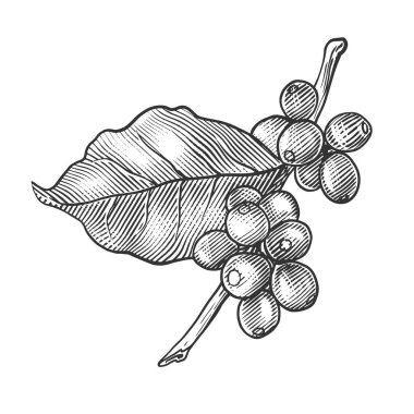 Yapraklı kahve dalı oyma stili vektör çizimi. Tahta sitili taklit. Siyah beyaz el çizimi resim.