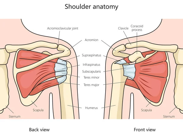 shoulder anatomy structure diagram hand drawn schematic raster illustration. Medical science educational illustration