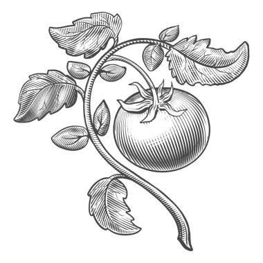 Yapraklı domates dalı oymalı stil vektör çizimi. Tahta sitili taklit. Siyah beyaz el çizimi resim.