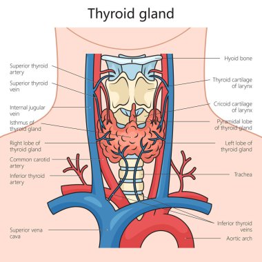 İnsan tiroit bezi yapısı diyagramı el çizimi şematik raster çizimi. Tıp bilimi eğitimsel illüstrasyon