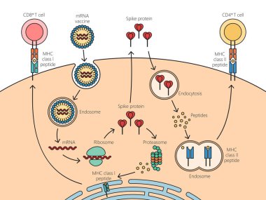 Eylem diyagramının COVID mRNA aşı mekanizması el çizimi şematik raster çizimi. Tıp bilimi eğitimsel illüstrasyon