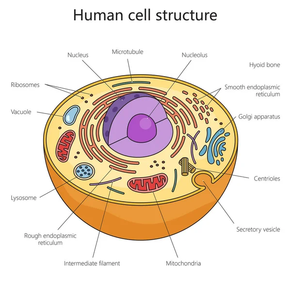 Діаграма Структури Людських Клітин Намальована Схематичною Растровою Ілюстрацією Медична Наука — стокове фото