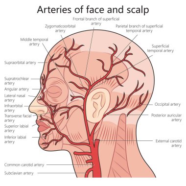 Yüz ve kafa derisi yapısının arterleri elle çizilmiş şematik vektör çizimi. Tıp bilimi eğitimsel illüstrasyon