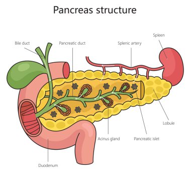pankreas yapı diyagramı elle çizilmiş şematik raster çizimi. Tıp bilimi eğitimsel illüstrasyon
