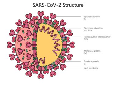 Coronavirus SARS Cov-2 yapı diyagramı el çizimi şematik raster çizimi. Tıp bilimi eğitimsel illüstrasyon