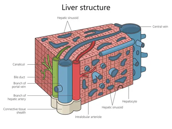 Karaciğer Yapısı Diyagramı Çizimi Şematik Raster Çizimi Tıp Bilimi Eğitimsel — Stok fotoğraf