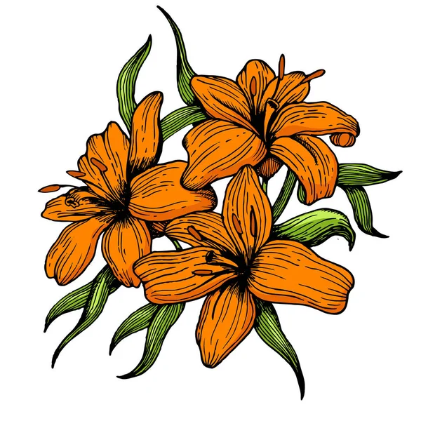 Lily flower hand drawn color sketch engraving raster illustration. Scratch board style imitation. Hand drawn image.