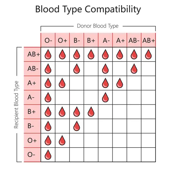 blood type compatibility chart diagram hand drawn schematic raster illustration. Medical science educational illustration