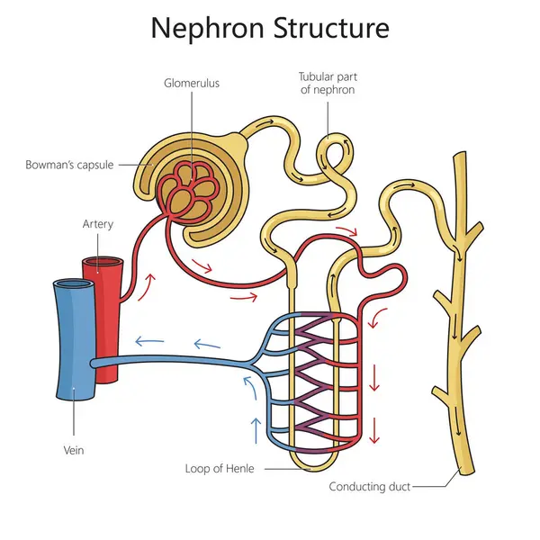 Діаграма Структури Нефрона Намальована Схематичною Растровою Ілюстрацією Медична Наука Освітня — стокове фото