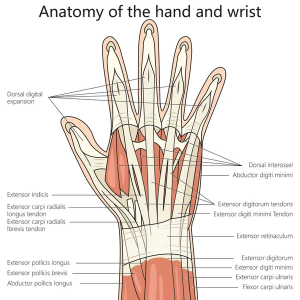 Bilek Yapısı Anatomisi Çizimi Şematik Raster Çizimi Tıp Bilimi Eğitimsel — Stok fotoğraf