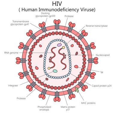 İnsan HIV virüsü yapısı omur diyagramı el çizimi şematik vektör çizimi. Tıp bilimi eğitimsel illüstrasyon