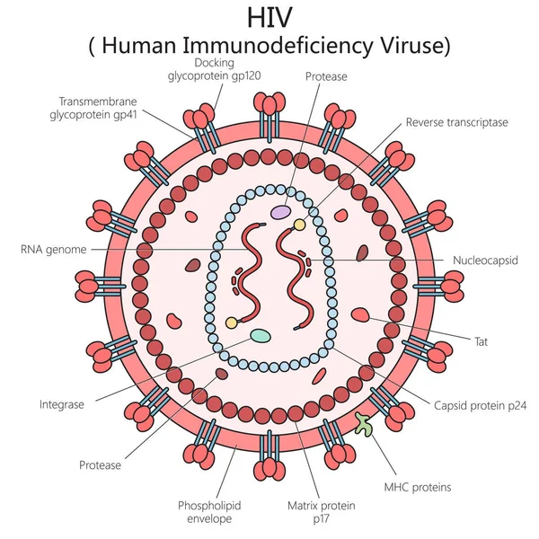 İnsan HIV virüsü yapısı omur diyagramı el çizimi şematik vektör çizimi. Tıp bilimi eğitimsel illüstrasyon