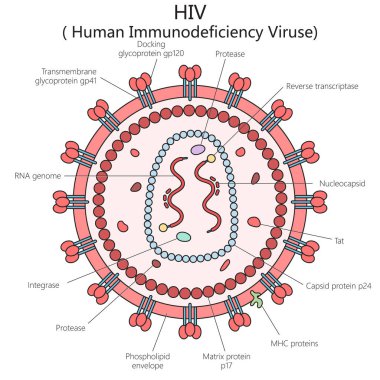 İnsan HIV virüsü yapısı omur diyagramı el çizimi şematik raster çizimi. Tıp bilimi eğitimsel illüstrasyon