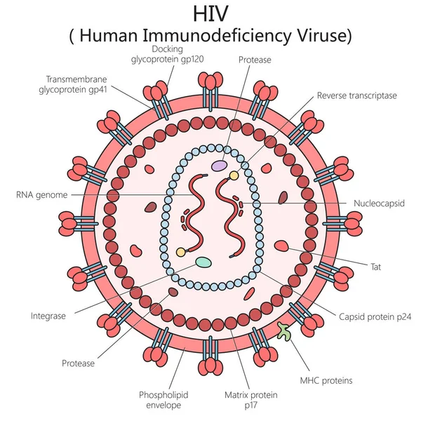 İnsan HIV virüsü yapısı omur diyagramı el çizimi şematik raster çizimi. Tıp bilimi eğitimsel illüstrasyon