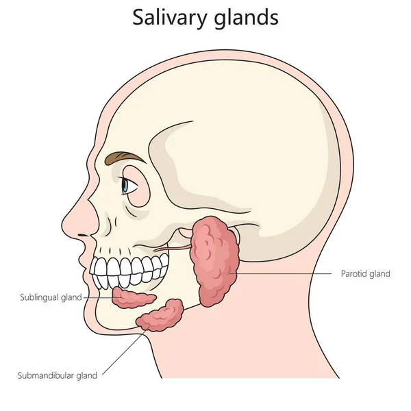 Salivary gland structure diagram hand drawn schematic raster illustration. Medical science educational illustration