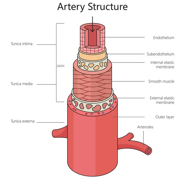 Human artery structure diagram hand drawn schematic raster illustration. Medical science educational illustration