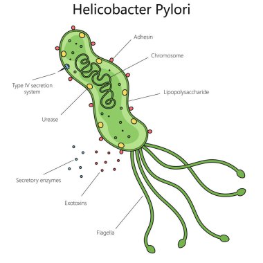 Helicobacter pylori yapı diyagramı el çizimi şematik vektör çizimi. Tıp bilimi eğitimsel illüstrasyon