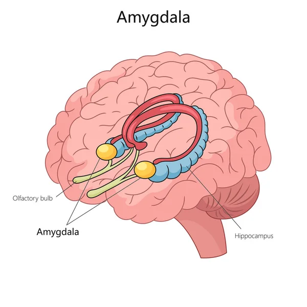 Detaljerad Illustration Den Mänskliga Hjärnan Med Amygdala Tydligt Märkt Och — Stock vektor