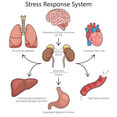Stress response system structure diagram hand drawn schematic vector illustration. Medical science educational illustration clipart