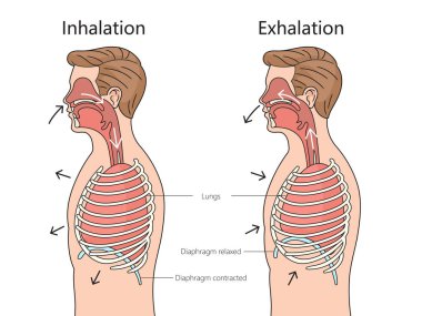 Solunum ve Solunum Süreci Solunum Sistemi Yan Görünüm Yapısı diyagramı el çizimi şematik vektör çizimi. Tıp bilimi eğitimsel illüstrasyon