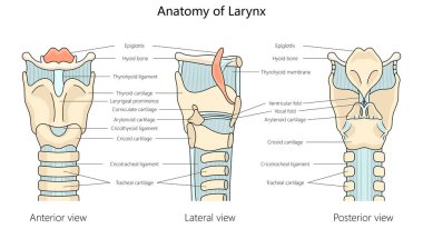 İnsan gırtlağı anatomisi ön, yan ve arka görünüm yapı diyagramı etiketli el çizimi şematik raster çizimi. Tıp bilimi eğitimsel illüstrasyon