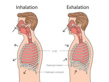 Solunum ve Solunum Süreci Solunum Sistemi Yan Bakış Yapısı Şematik Raster Çizimi. Tıp bilimi eğitimsel illüstrasyon