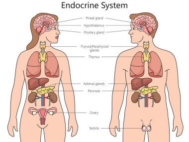 Human Endocrine system structure diagram hand drawn schematic raster illustration. Medical science educational illustration clipart