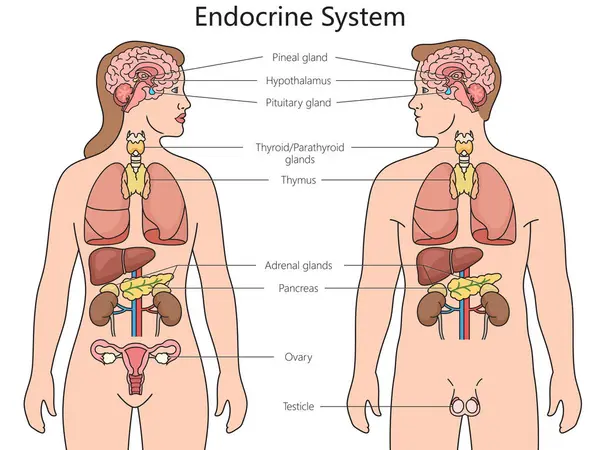 Diagrama Estructura Del Sistema Endocrino Humano Ilustración Trama Esquemática Dibujada —  Fotos de Stock