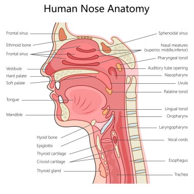 İnsan burnu ve boğaz anatomisi etiketli, el çizimi şematik raster çizimi için uygun tıbbi çalışma yapısı şeması. Tıp bilimi eğitimsel illüstrasyon