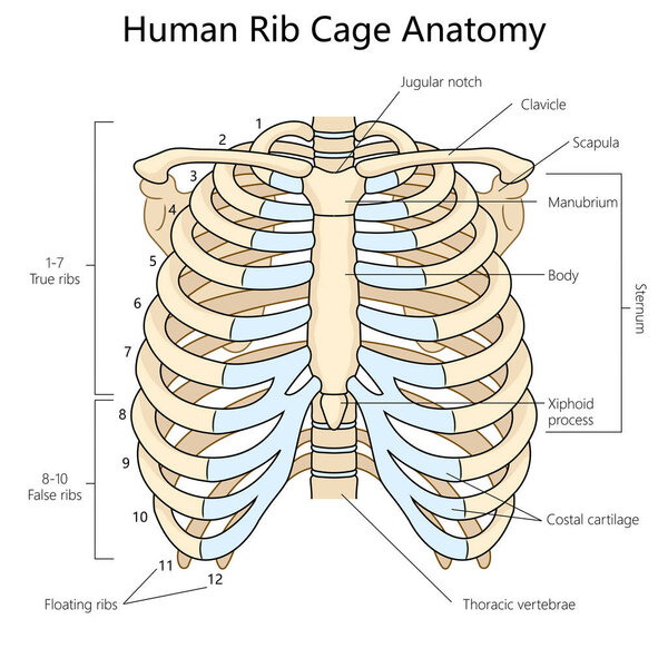 грудная клетка человека с маркированными частями, пригодными для изучения анатомии и диаграммы структуры медицинских ссылок, нарисованной вручную схематической векторной иллюстрацией. Образовательная иллюстрация