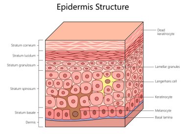 Epidermis yapısı, insan derisi yapısı şematik raster resimlemesindeki melanositler ve keratinositler de dahil olmak üzere tüm katmanları ve hücreleri etiketliyor. Tıp bilimi eğitimsel illüstrasyon