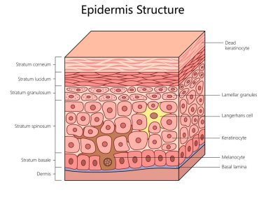 epidermis structure, labeling all layers and cells, including melanocytes and keratinocytes in the human skin structure diagram schematic raster illustration. Medical science educational illustration clipart