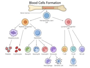 Human hematopoiesis blood cell formation from bone marrow, hematopoietic stem cells differentiation structure diagram hand drawn schematic vector illustration. Medical science educational illustration clipart