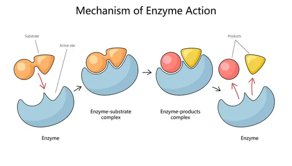 Menschliche Mechanismen Der Enzymaktion Mit Substrat Und Produktkomplexen Zeichnen Ein — Stockvektor