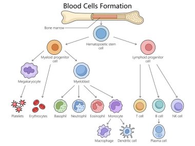 Human hematopoiesis blood cell formation from bone marrow, hematopoietic stem cells differentiation structure diagram hand drawn schematic raster illustration. Medical science educational illustration clipart