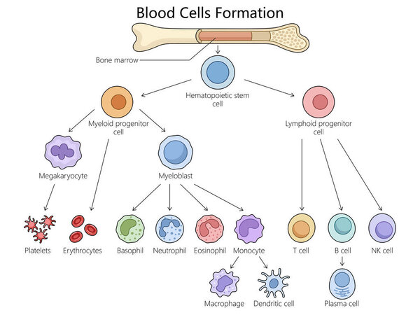 Human hematopoiesis blood cell formation from bone marrow, hematopoietic stem cells differentiation structure diagram hand drawn schematic raster illustration. Medical science educational illustration