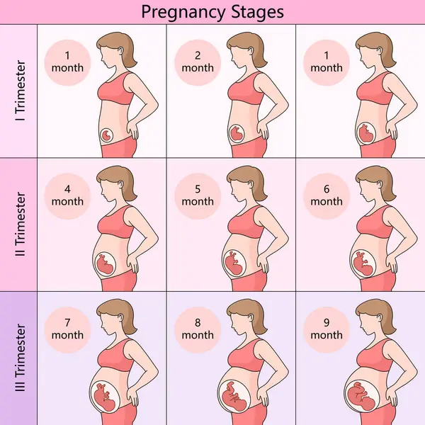 Guía Mensual Etapas Del Embarazo Dividida Trimestres Mostrando Desarrollo Fetal — Archivo Imágenes Vectoriales