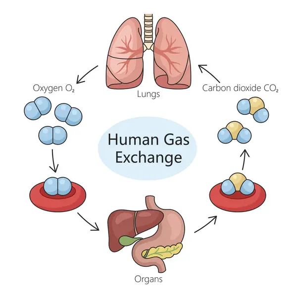 Proceso Intercambio Gases Respiratorios Humanos Incluyendo Ingesta Oxígeno Diagrama Expulsión — Archivo Imágenes Vectoriales