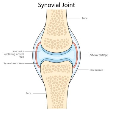 Human synovial joint structure diagram hand drawn schematic raster illustration. Medical science educational illustration clipart