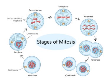 process of mitosis, showcasing each phase from interphase to cytokinesis diagram hand drawn schematic raster illustration. Medical science educational illustration clipart