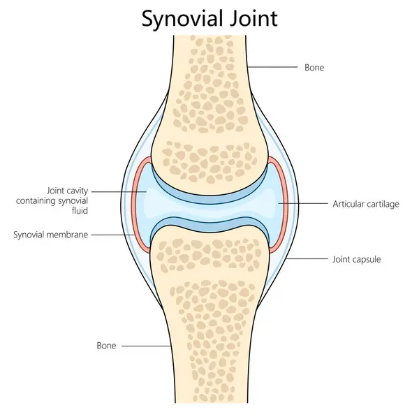 Human Synovial Joint Structure Diagram Hand Drawn Schematic Raster Illustration — Stock Photo, Image