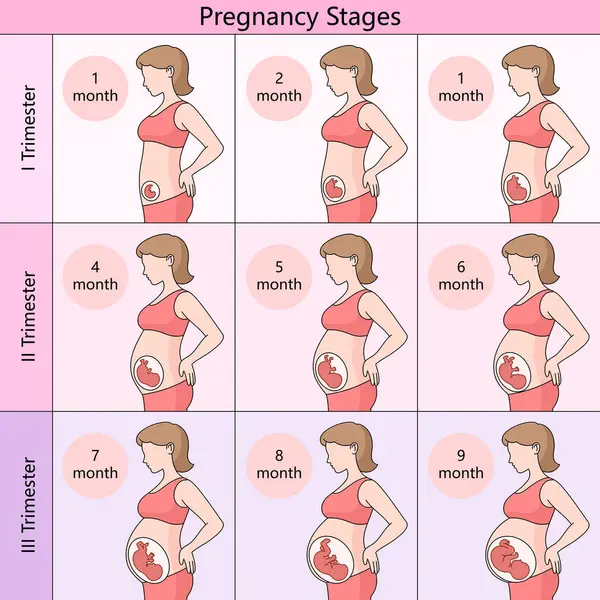 Guiar Las Etapas Mensuales Del Embarazo Divididas Trimestres Mostrando Desarrollo — Foto de Stock