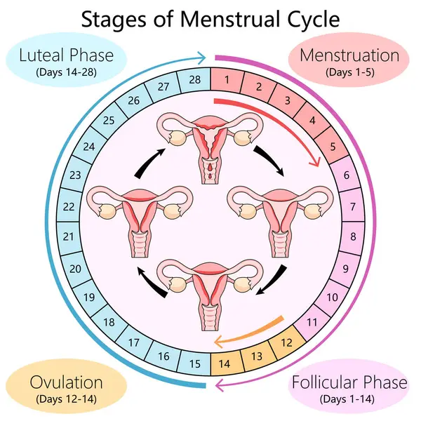 Diagram Manusia Merinci Fase Siklus Menstruasi Termasuk Fase Folikular Ovulasi — Stok Foto