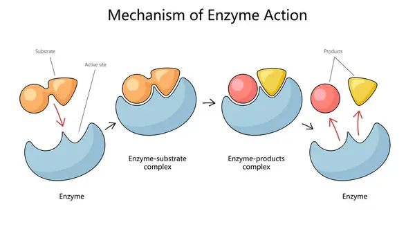 Menschliche Mechanismen Der Enzymaktion Mit Substrat Und Produktkomplexen Zeichnen Eine — Stockfoto