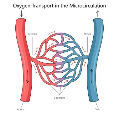 oxygen transport through arterioles, capillaries, and venules in the human microcirculation system diagram hand drawn schematic vector illustration. Medical science educational illustration clipart