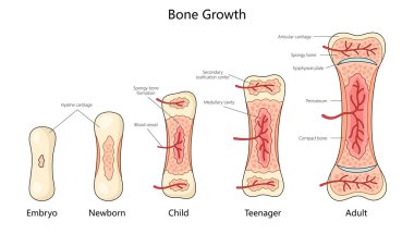 stages of bone growth in humans, from embryo to adult, showing structural changes and ossification diagram hand drawn schematic vector illustration. Medical science educational illustration clipart