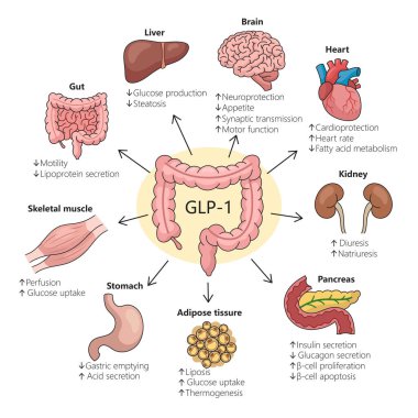 GLP-1 'in farklı organlara etkisi fizyolojik değişiklikleri vurguluyor el çizimi şematik vektör çizimi. Tıp bilimi eğitimsel illüstrasyon
